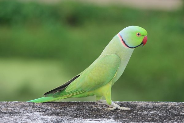 Quels sont les comportements sociaux des éléphants lors de la recherche de nourriture en groupe?