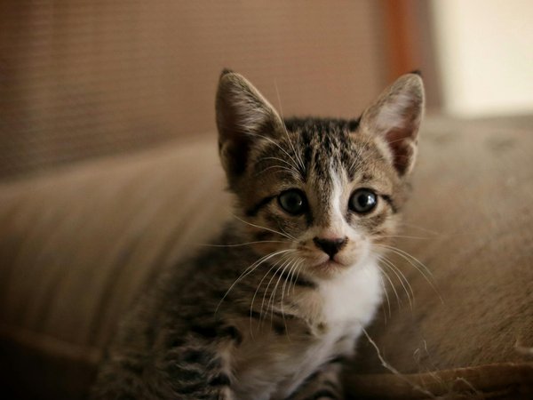 Pourquoi mon Maine Coon miaule-t-il autant ?